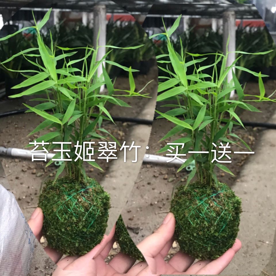 苔玉苔藓球日本姬翠竹买一送一包邮盆载花卉植物室内小竹子驱蚊 虎窝拼