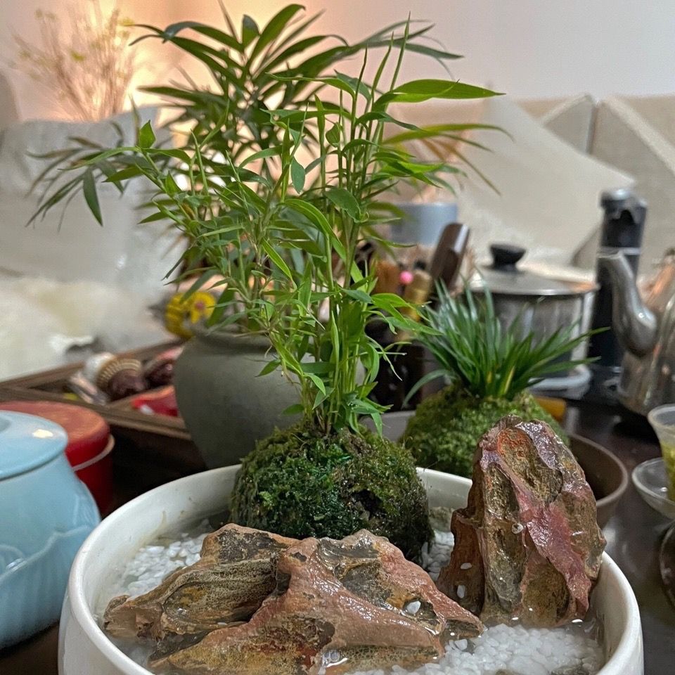 苔玉苔藓球日本姬翠竹买一送一包邮盆载花卉植物室内小竹子驱蚊 虎窝拼