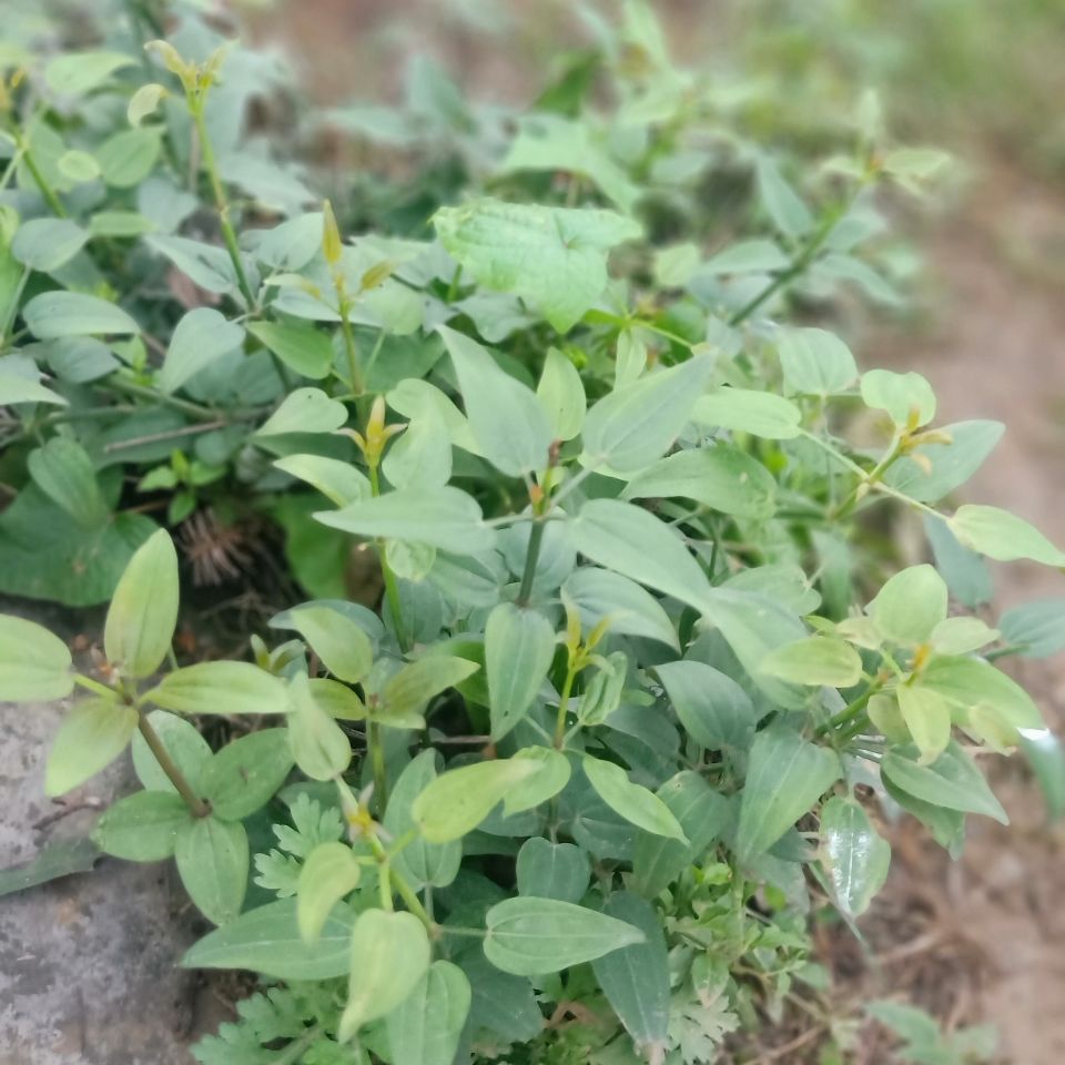 茜草,地血,牛蔓,地苏木,红龙须根,小活血龙,土丹参,红内消