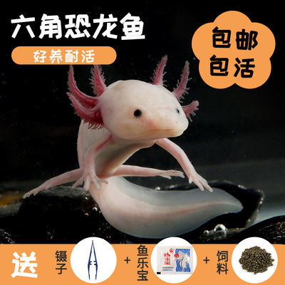 【包活】六角恐龙鱼蝾螈观赏鱼冷水淡水鱼小金鱼娃娃鱼懒人鱼