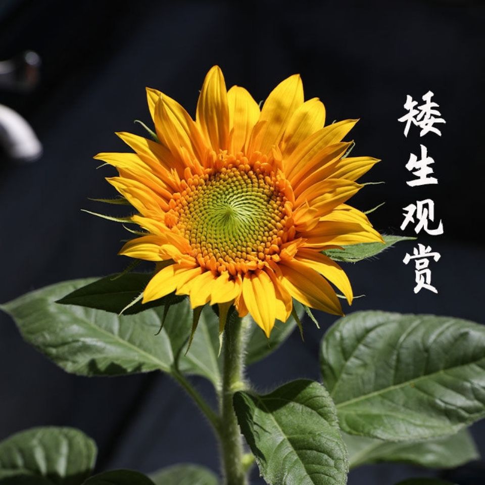 网红观赏向日葵种子太阳花矮生向日葵花籽四季盆栽阳台花卉种子