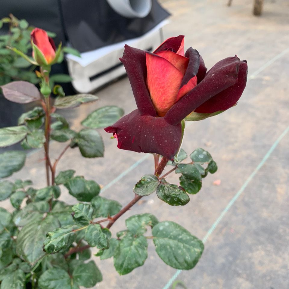 骇客 切花黑玫瑰月季四季开花庭院阳台种植 一加仑带盆栽好发货