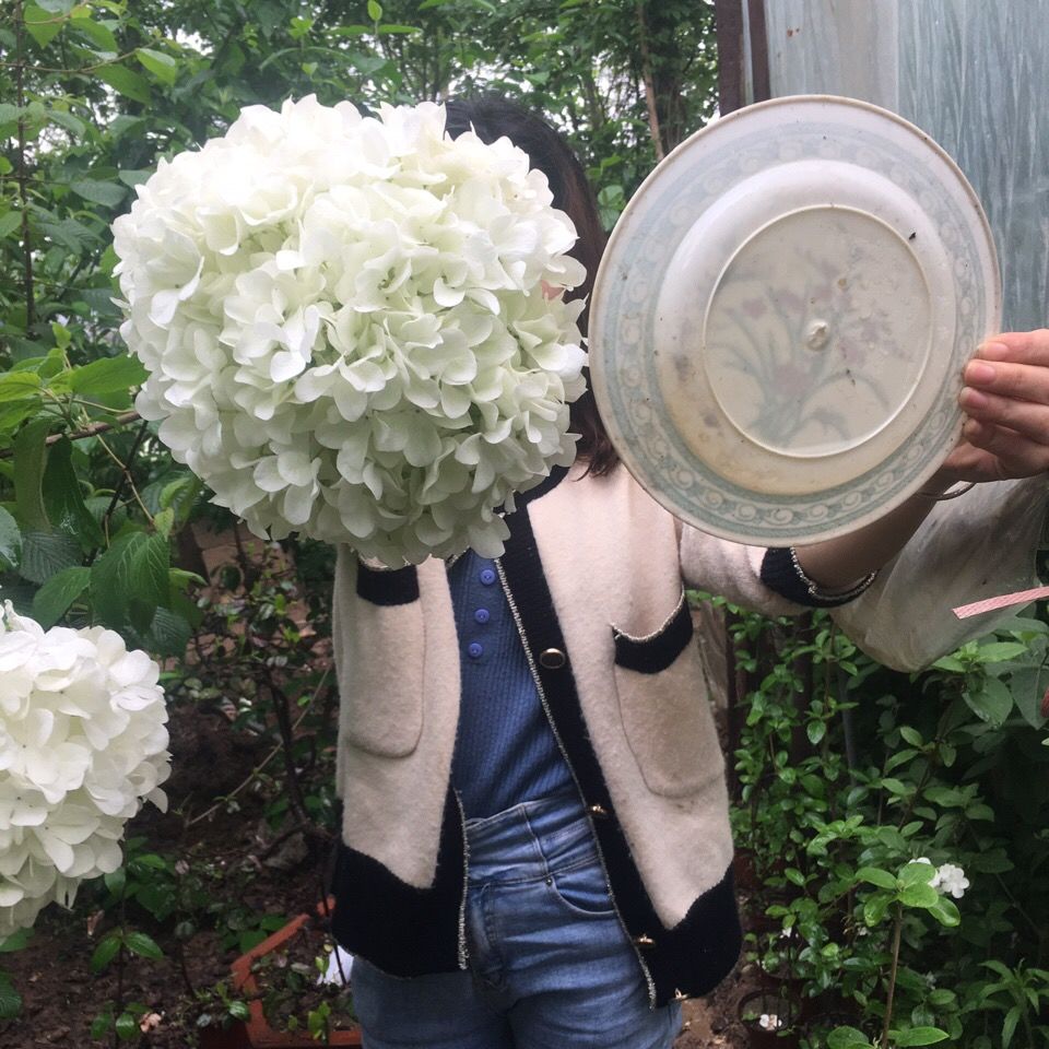 中华木绣球斗球包对版 非麻球,大花斗球花,高度50到60公分左右