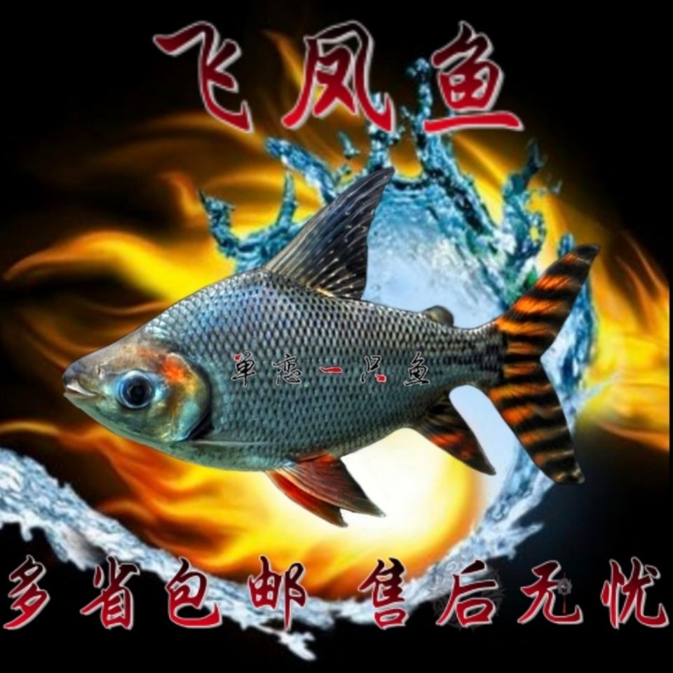 飞凤鱼清洁鱼直纹飞凤元宝鲫泰国鲫双线鱼金双线银双线热带观赏鱼
