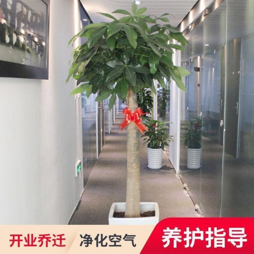 发财树大盆栽大客厅绿植大型植物发财树盆栽绿植开业