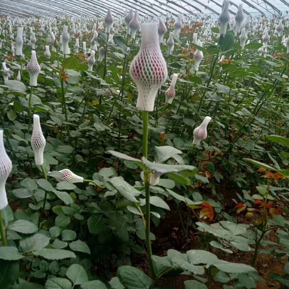 山東基地種植鮮花束紅玫瑰花鮮切花插花批發速遞包郵-圖3