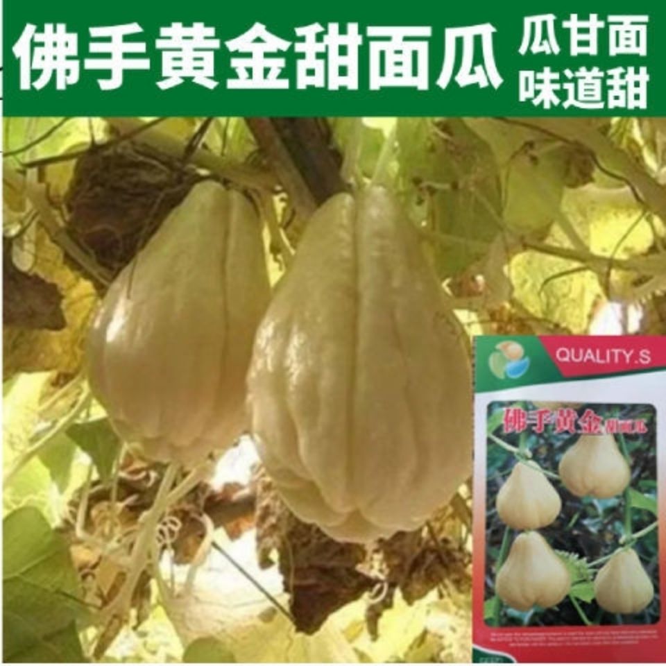 佛手黄金甜面瓜种子 佛手瓜种子佛手瓜籽农家菜园四季播蔬菜种子
