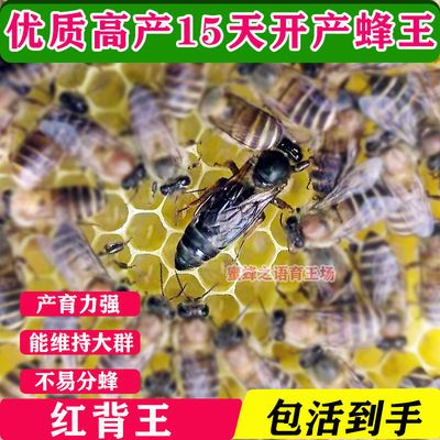 中蜂蜂王 红背处女王开产王 蜜蜂种王 优质爆产 中蜂新王良种杂交