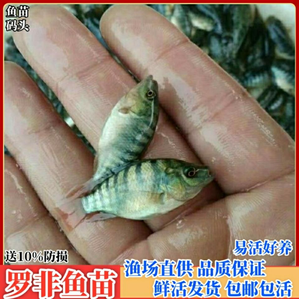 罗非鱼苗批发淡水鱼脆肉罗非鱼苗海南1号罗非鱼苗快大型罗非鱼苗【2月
