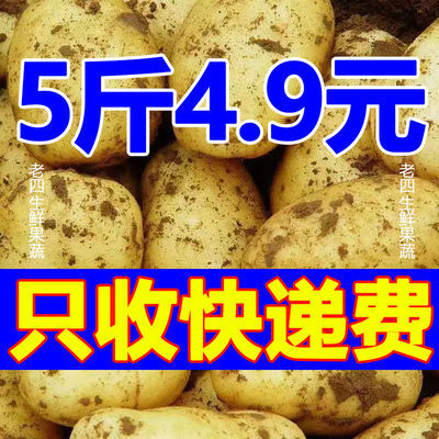 【10斤特价】新鲜土豆5/10斤马铃薯土豆特价现挖现发新鲜蔬菜批发