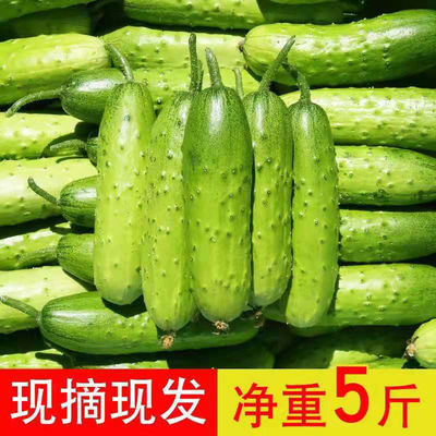 75469/东北特产旱黄瓜水果小黄瓜生吃蘸酱现摘现发青瓜农家蔬菜新鲜时令
