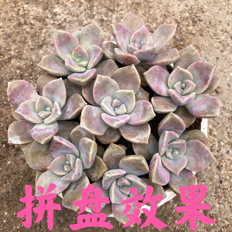 多肉植物紫乐老桩叶片叶插繁殖乐趣新手好养 虎窝拼