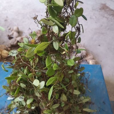 贵州原生态,包石莲 ,鲜货都在卖新鲜【3天内发货】优惠商品图片