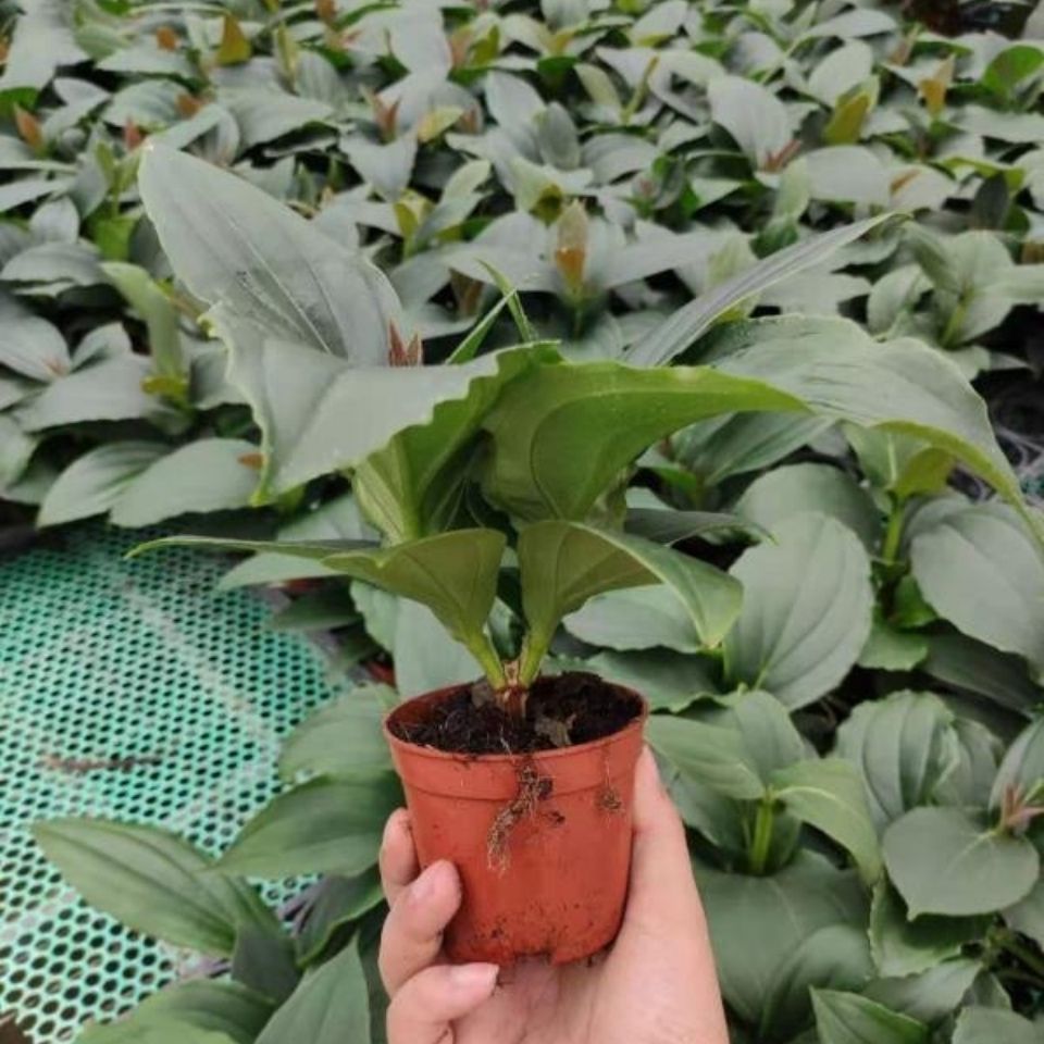 珍珠宝莲灯美丁花盆栽浅粉色室内观赏高档四季常青花卉好养非进口 虎窝拼