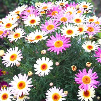 玛格丽特花种子茼蒿菊种子院植物盆栽种籽糖果雏菊木春菊四季花籽 虎窝拼