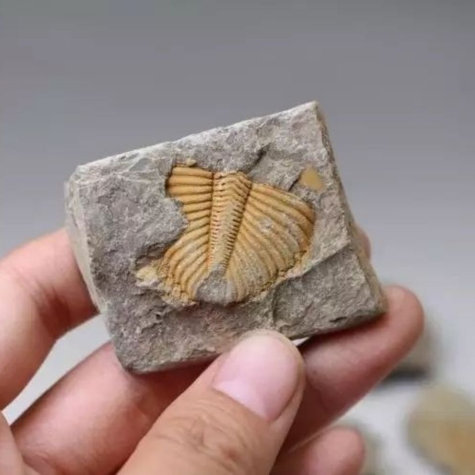 5亿年三叶虫化石古生物化石标本王冠虫尾巴化石原石教学科普保真 3月9日发完 虎窝拼