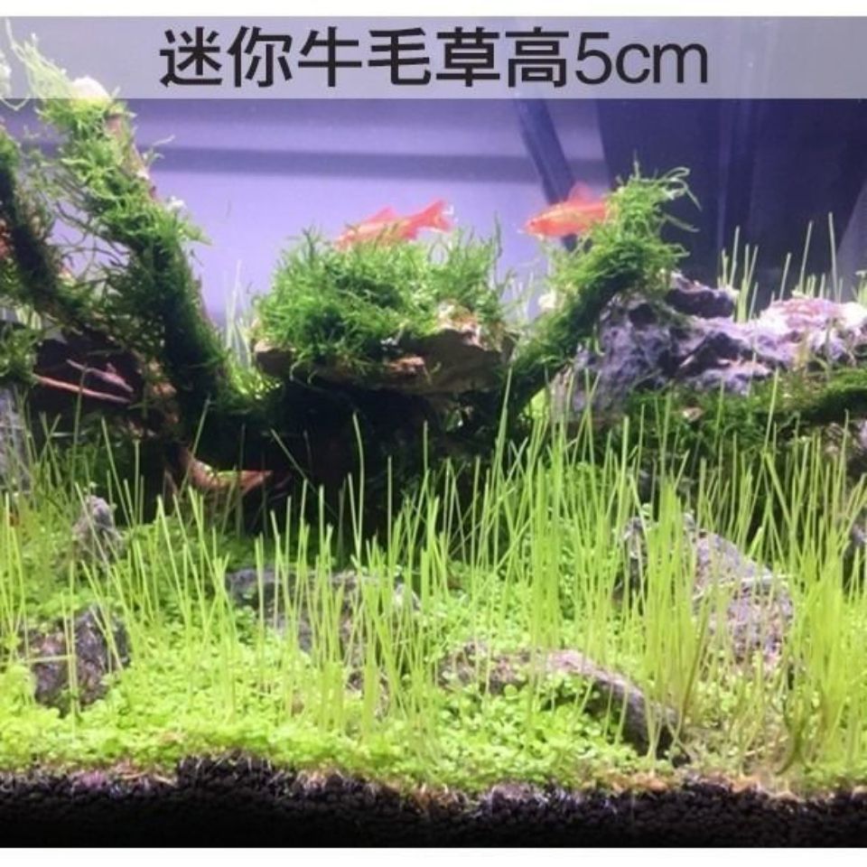 水草种子淡水速成草坪鱼缸前景草迷你对叶大对水族箱造景牛毛种子 虎窝拼 水草种子淡水速成草坪鱼缸前景草迷你对叶大对水族箱造景牛毛种子 虎窝拼