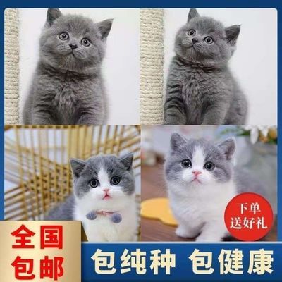 蓝猫纯种蓝猫幼猫咪活物蓝白英短蓝猫纯种小猫真猫宠物猫活物幼崽