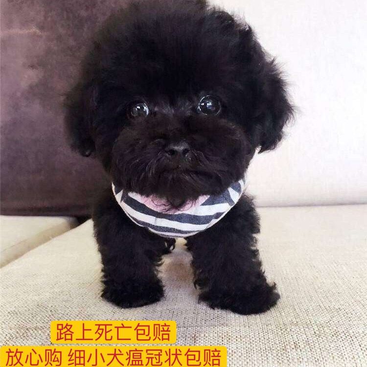 黑色泰迪狗活体泰迪幼犬家养宠物狗串串小泰迪狗狗活体小型犬泰迪【3