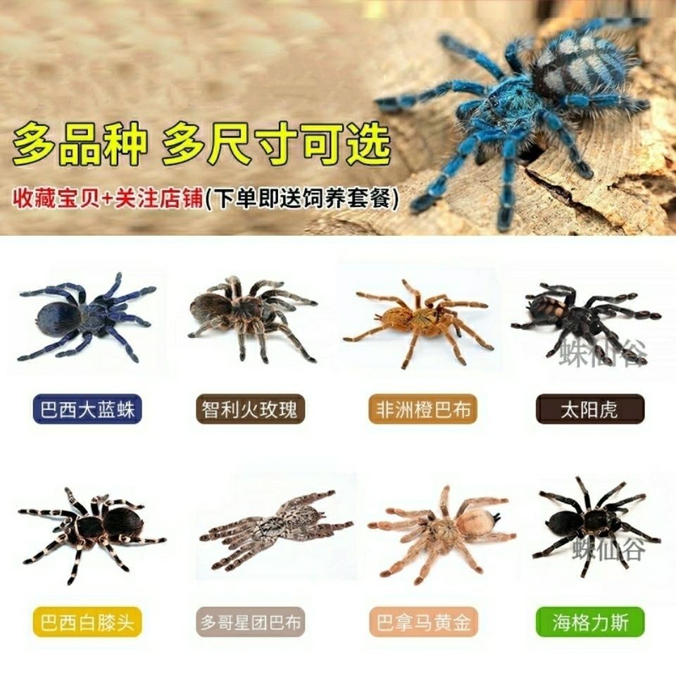 宠物蜘蛛爬虫凶猛橙巴布所罗门温顺金直间智利火玫瑰梦幻异类可爱【3