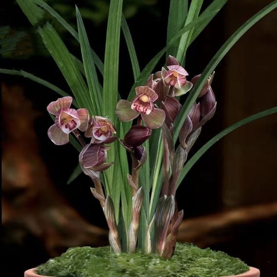 春剑名贵兰花苗 富贵红荷 浓香型 室内花卉 绿植盆栽包邮