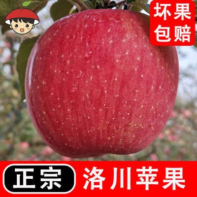 【洛川发货】正宗洛川红富士苹果冰糖心新鲜水果现摘脆甜带箱10斤