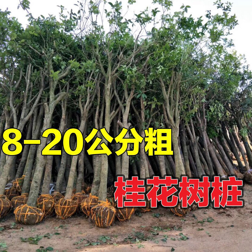 处理8-20公分粗桂花树大树金桂丹桂八月桂占地征收树栾树朴树香樟【2