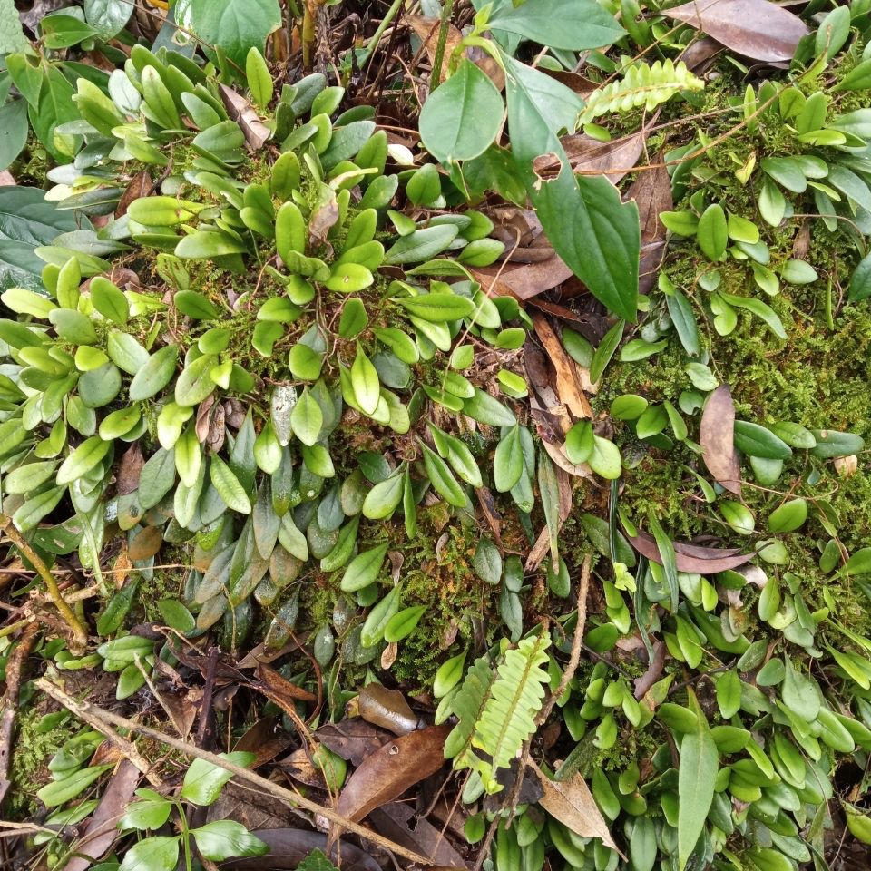 野生青草新鲜抱石莲 石瓜子 抱树莲 飞连草 瓜子金 石仙桃 中草药【3