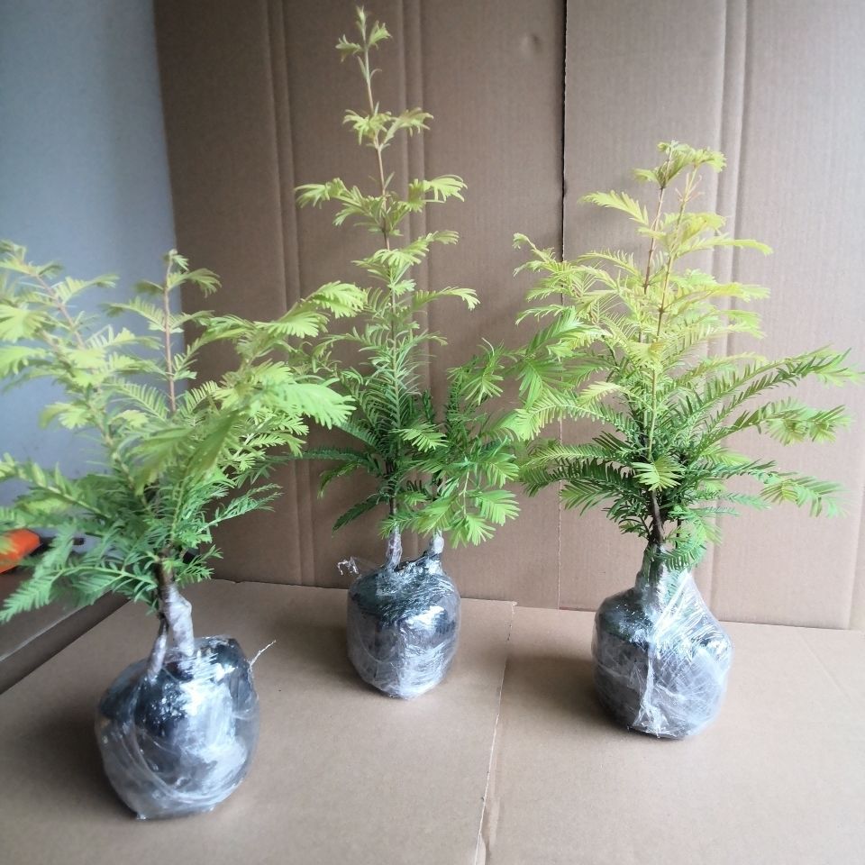 嫁接金叶水杉营养钵苗耐寒耐水植物寓意黄金万两居家养殖盆景盆栽 虎窝拼