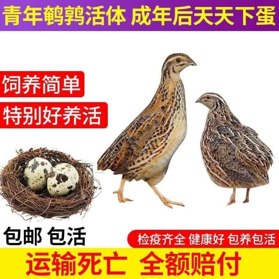 鹌鹑活鸟青年产蛋鹌鹑苗活体天天下蛋繁殖宠物鸡鹌鹑活物包活现货