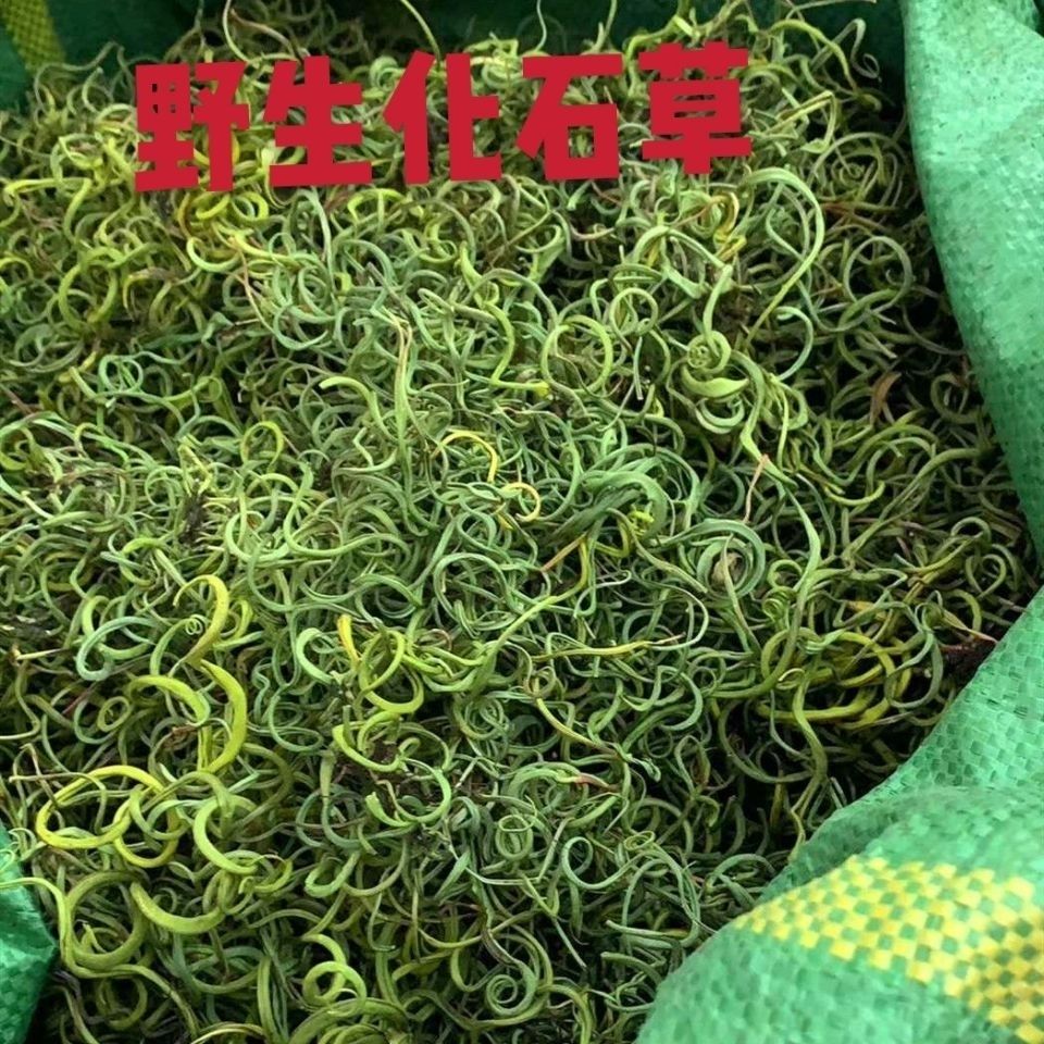 肾精茶 化石草 小石韦.野生化石草.包邮发货