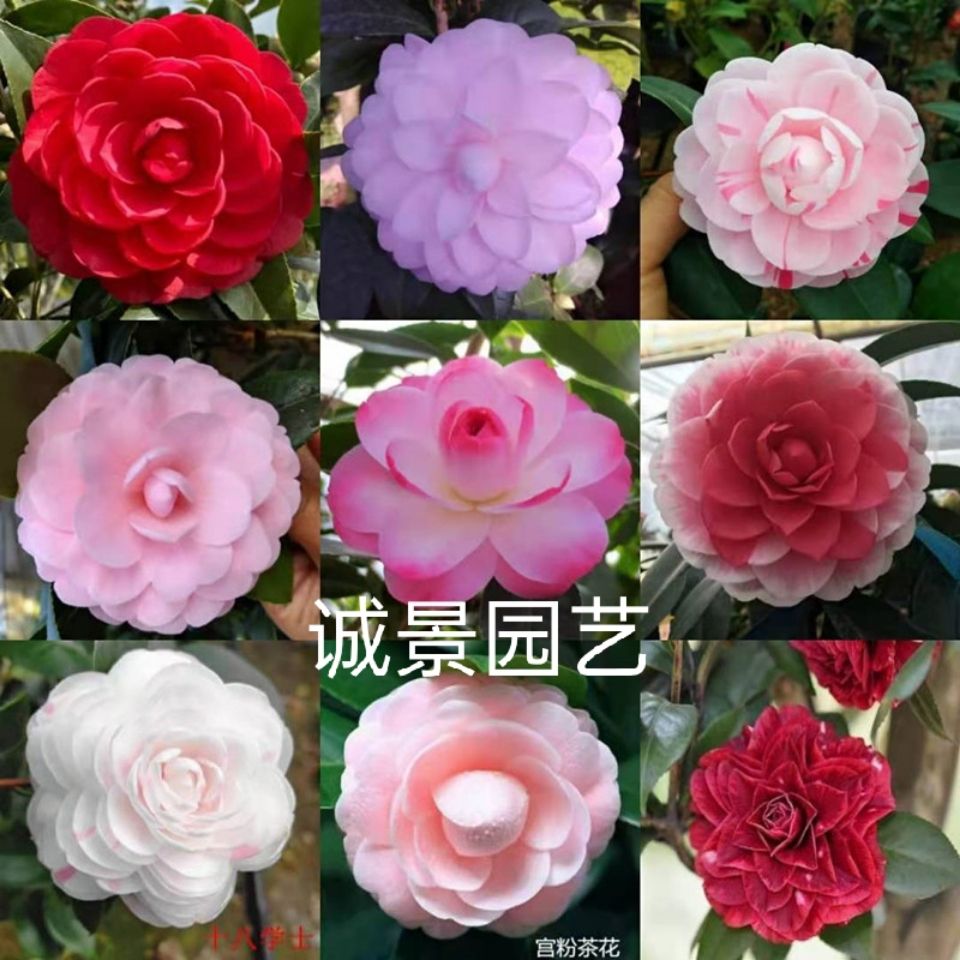 原盆原土发货 盆栽花卉观花品种茶花室内外阳台庭院山茶花苗 虎窝拼