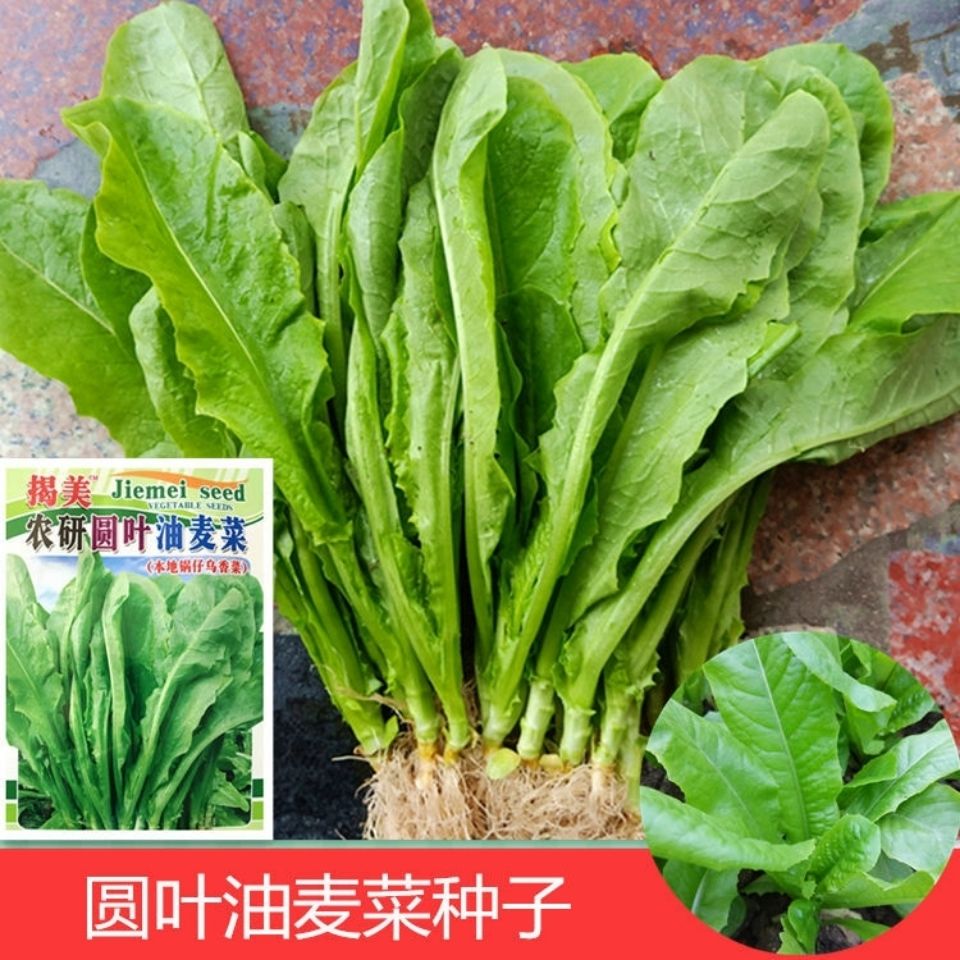 广东潮汕蜂菜种子锅仔生菜籽圆叶油麦菜种籽浓香麦菜本地乌香菜