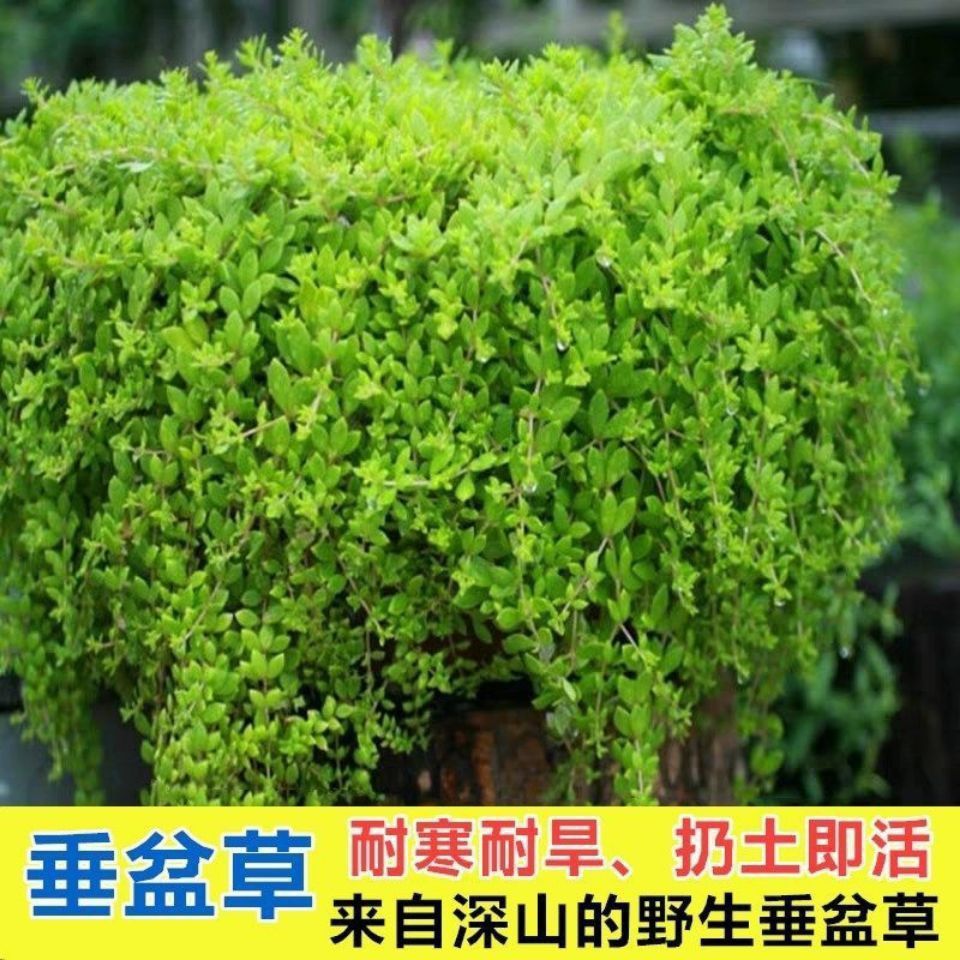 正宗野生中药垂盆草可直接食用可种植垂藤植物现采现发养不死耐活