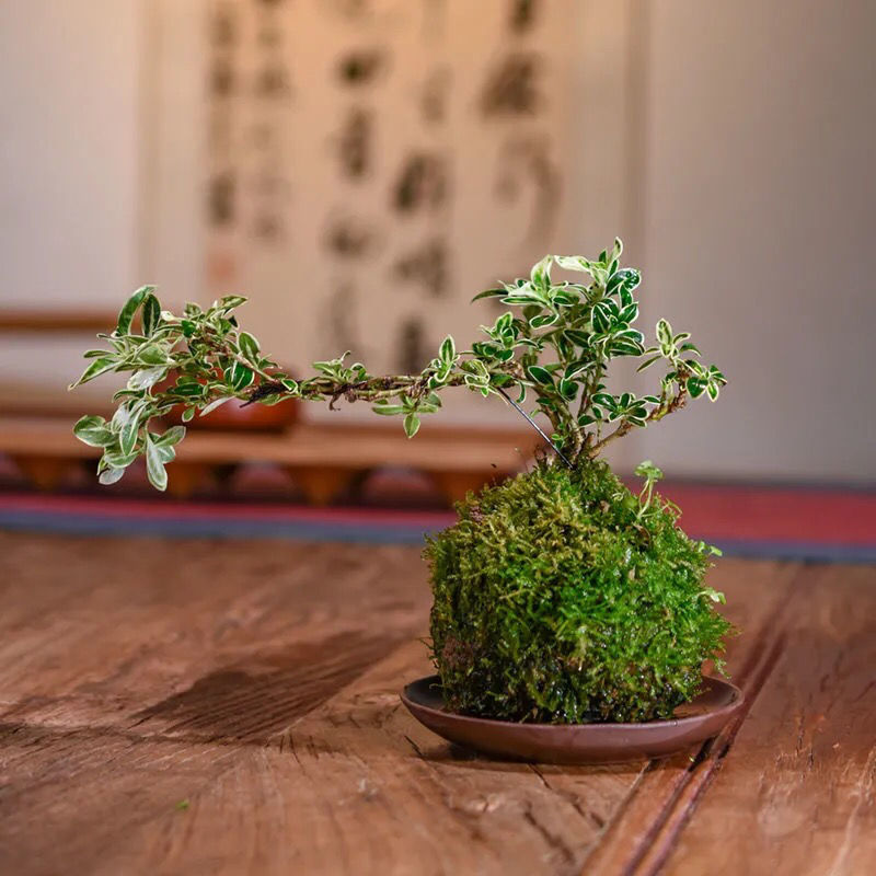 微盆景苔藓球水苔球悬崖六月雪苔玉球水培绿植小盆栽收到不用种 虎窝拼