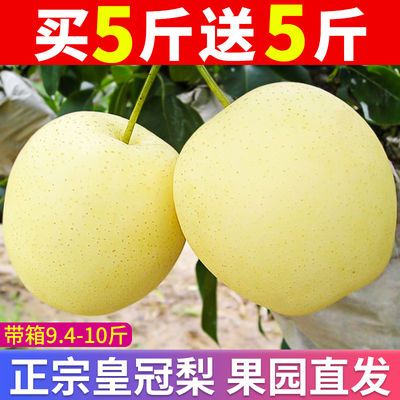 29334/【精品】河北皇冠梨10斤装应季水果梨子5斤10斤非砀山梨酥梨香梨F