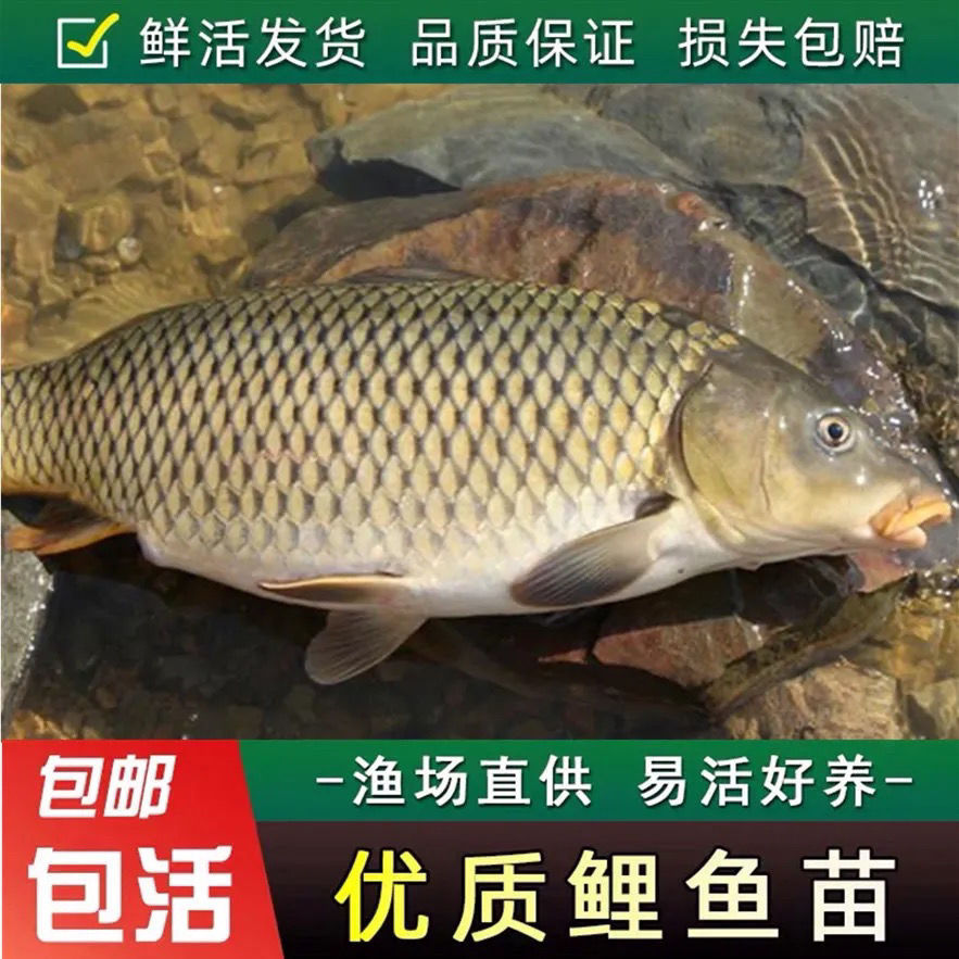 鲤鱼苗活体荷包鲤鱼食用兴国黑鲤鱼淡水鱼苗批发草鱼鲫鱼包活包损