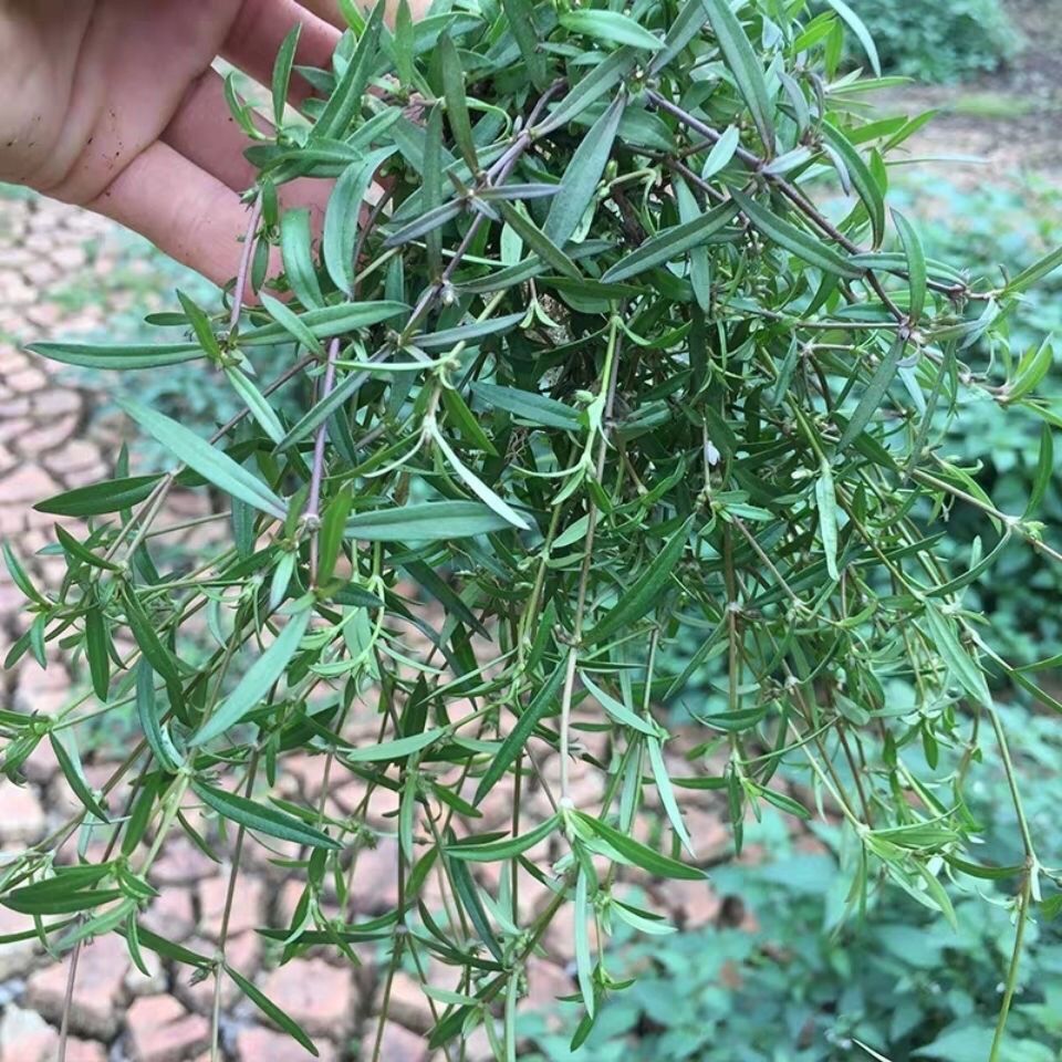 新鲜白花蛇舌草野生百花蛇舌草中草药蛇利草可配半枝莲用500克
