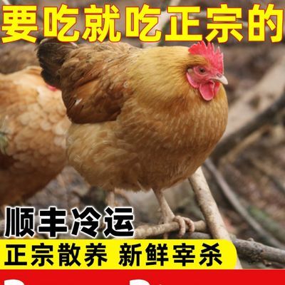 31655/山农正宗2年老母鸡散养土鸡柴鸡草鸡月子鸡笨鸡【净重2.0-2.5斤】