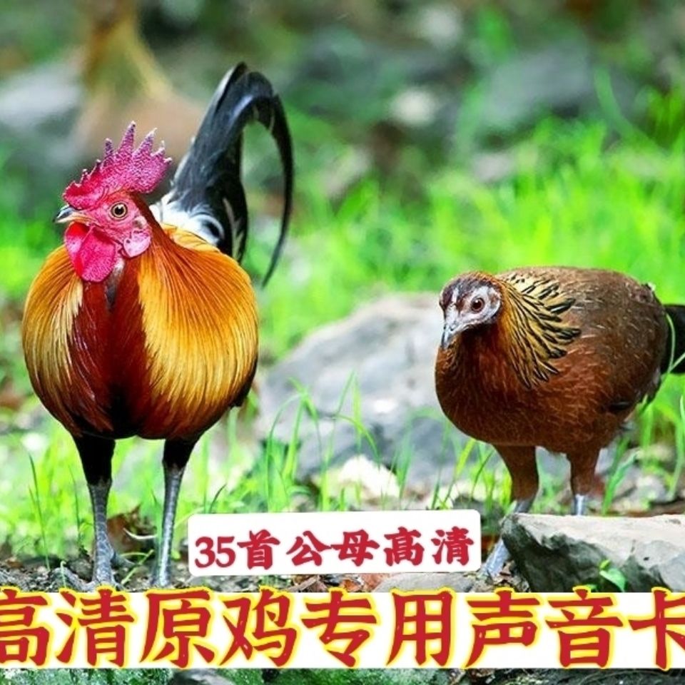 高清原鸡专用公母声音内存卡纯正叫声音卡欣赏听鸡叫声音