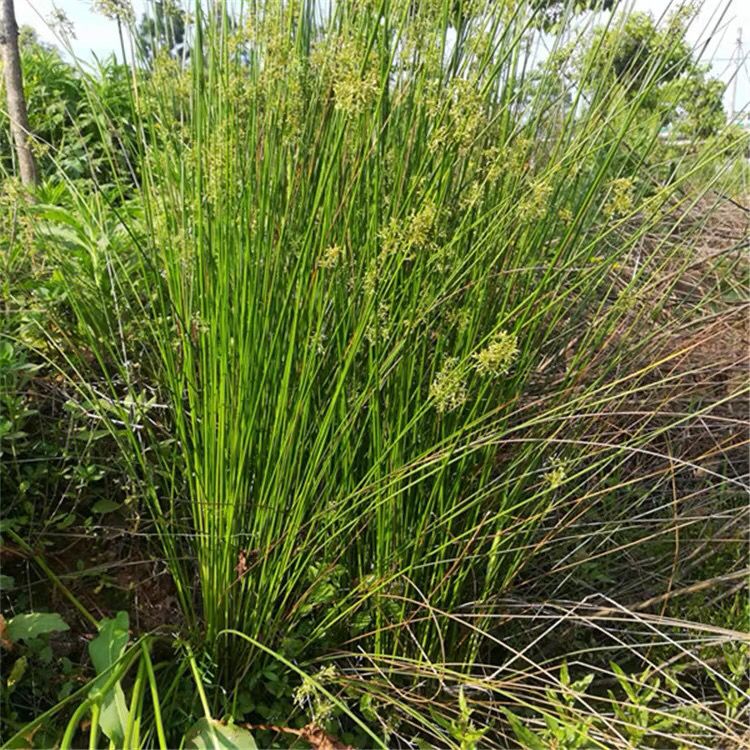 野生灯心草新鲜 秧草水灯心野席草中药材水葱现挖带根可盆栽