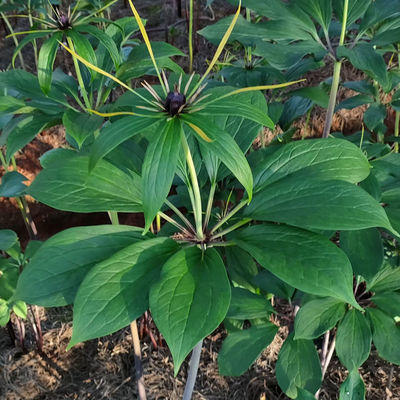 (单芽滇重楼苗 )大叶高杆滇重楼苗七叶一枝花(芽头苗 )带芽头发货