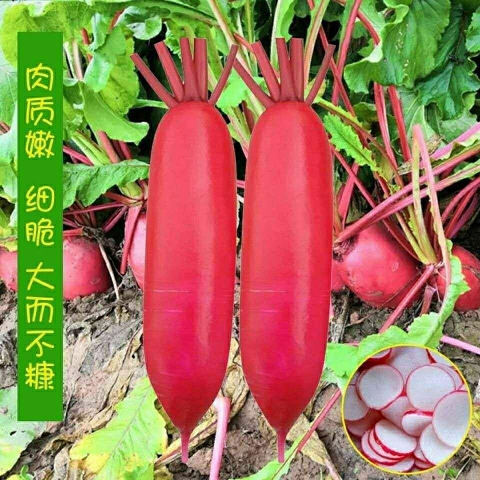 四季满身红大红袍萝卜种子大红萝卜种子红皮白肉萝卜春秋蔬菜种子
