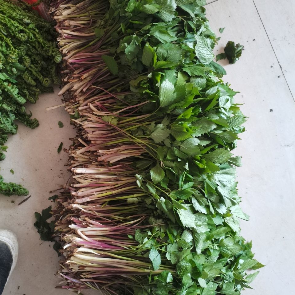 纯野生大叶芹苗野菜苗 山野菜苗山芹菜苗水芹菜苗 虎窝拼