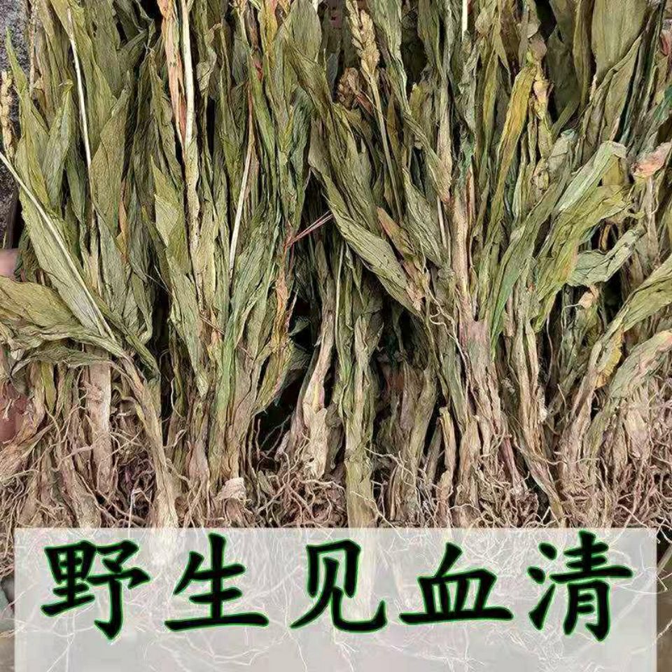 见血清 野紫星羊耳蒜无硫走子草黑兰铁耙梳见血青立地好 新鲜干货
