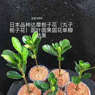 日本达摩栀子花(丸子栀子花)圆花圆果圆叶。随机选根系发达发货