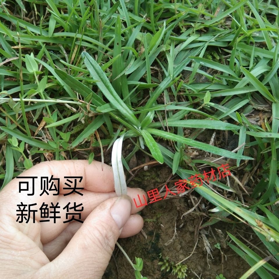 野生天青地白 天青地白草 叶下白 上青下白 细叶鼠曲草 中药材【3月18