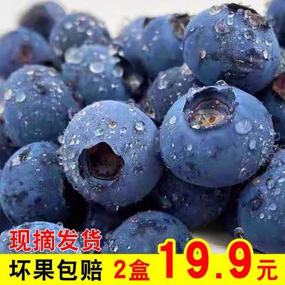 39545/新鲜蓝莓鲜果当季蓝梅大果国产孕妇时令水果胜进口超大甜山东蓝梅