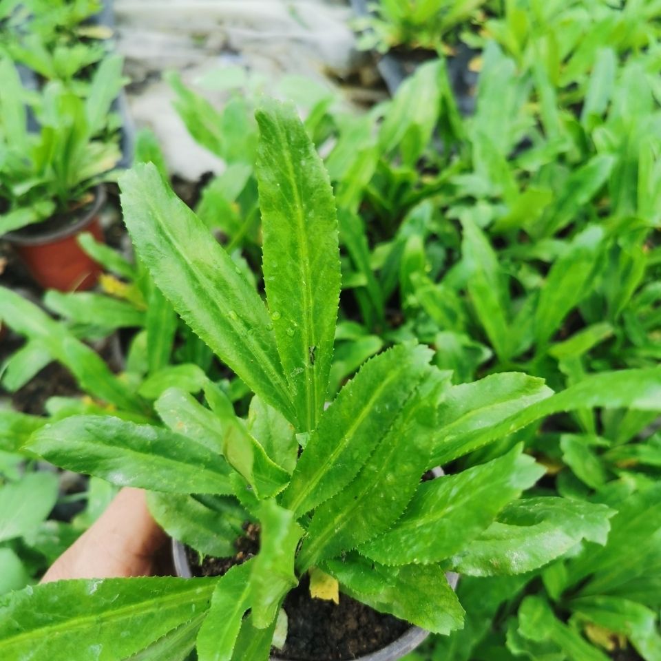 刺芫荽苗 假芫茜苗野生香菜苗泰国大香菜苗益肝草鹅芥菜香草种苗