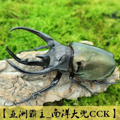 中国大锹甲成虫活体甲虫昆虫锹形虫斗虫好养易活宠物非独角仙 虎窝拼